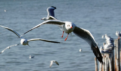 Seagull is flying in the sky