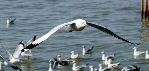 Seagull is flying in the sky