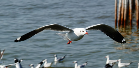 Seagull is flying in the sky