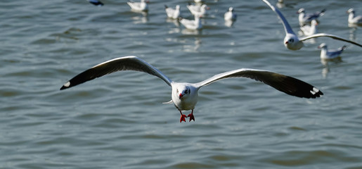 Seagull is flying in the sky