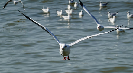 Seagull is flying in the sky