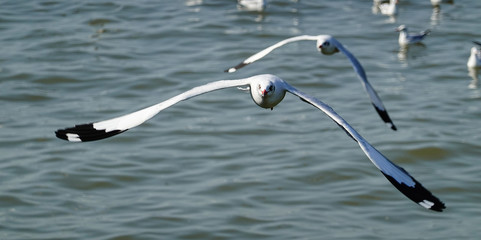 Seagull is flying in the sky