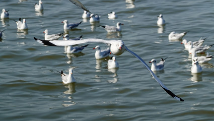 Seagull is flying in the sky