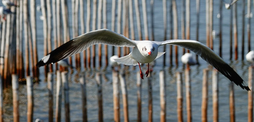 Seagull is flying in the sky