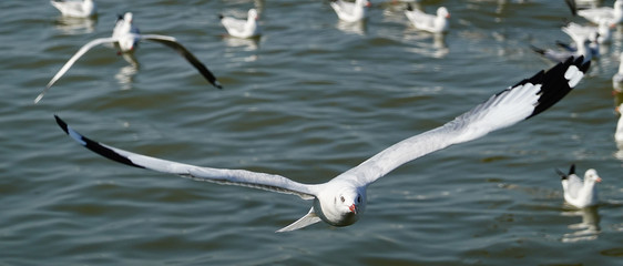 Seagull is flying in the sky