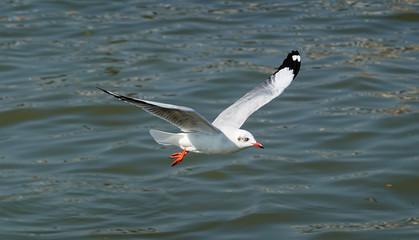 Seagull is flying in the sky