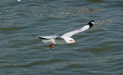 Seagull is flying in the sky