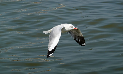 Seagull is flying in the sky