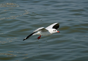 Seagull is flying in the sky