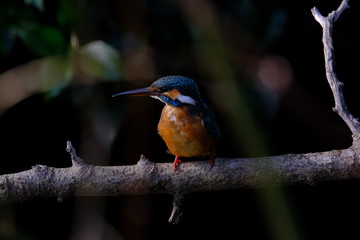 kingfisher on branch