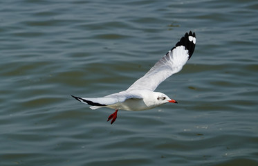 Seagull is flying in the sky