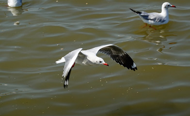 Fototapeta na wymiar Seagull is flying in the sky