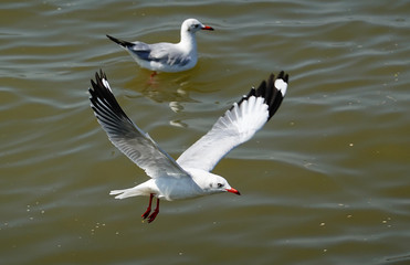 Seagull is flying in the sky