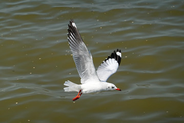 Seagull is flying in the sky