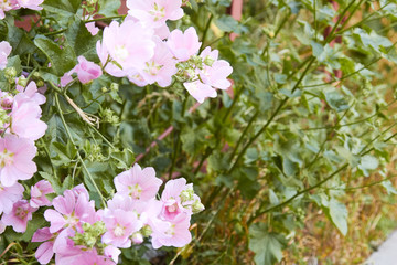 Sidalcea malviflora is a perennial herb in the Malvaceae family