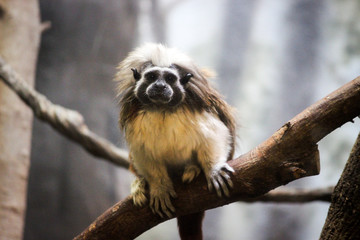 monkey