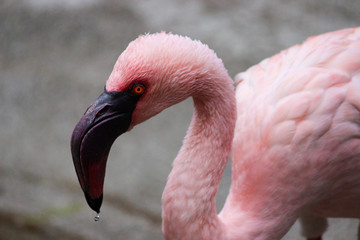 Fototapeta premium pink flamingo