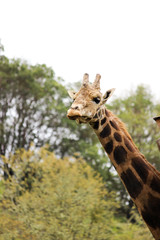 giraffe in zoo