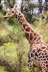 portrait of giraffe