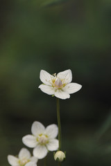 closeup of white flower
