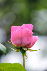 Obraz premium pink rose