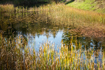 Obraz premium A view of a quiet, still pond, with a perimeter of cattail reeds.