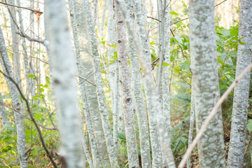 A forest full of red alder trees during the fall season.