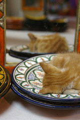 sleeping kitty on colorful ethnic plate