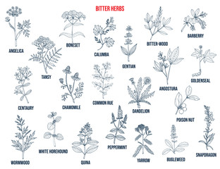 Fototapeta na wymiar Bitter herbs collection
