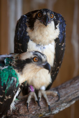 A pair of osprey rest in a hack tower before being released as part of a species reintroduction project in Iowa, United States.