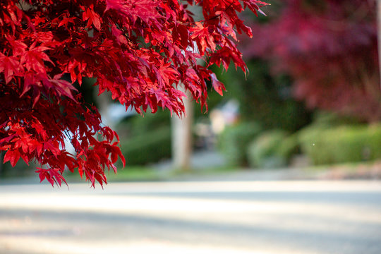 A View Of Red Maple Leaves On A Tree, With A Neighborhood Street In The Background, In Bokeh.