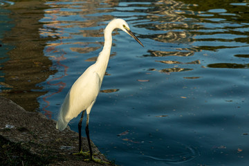 Little Egret