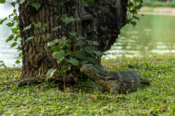 Obraz premium Water Monitor Lizard 