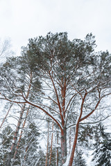 Beautiful winter in pine forest. Winter lanscape.