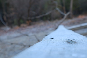 Frosty Wood