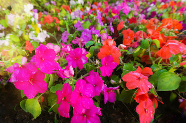 Bright lawn of African impatiens seeds, Colorful Garden Balsam Flo. Magenta, red, pink, violet, purple flowers as summer concept.