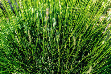 Closeup of bright green lavender bush. Lavandula angudtifolia aromatic herbal flowers as concept of hello spring and summer.