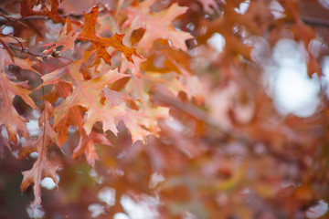 A view of maple leaves in a tree during the fall season.