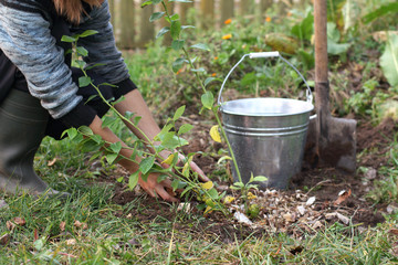 gardener caring for a young bush of blueberries in the garden. growing berry crops on a personal...