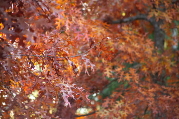 A view of maple leaves in a tree during the fall season.