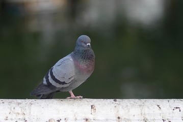 A dove bird was standing on fence in a park.