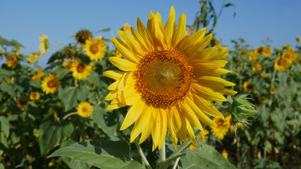 sunflower in field of sunflowers