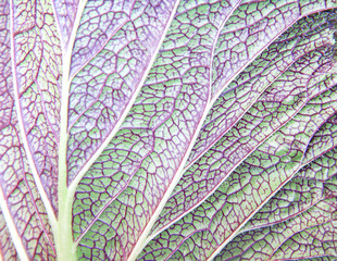 Red chinese cabbage leaf texture with nature vein seamless patterns colorful background