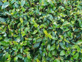 Top view of branch and leaves as a background, Abstract leaves texture, Ecological Concept