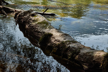 Dead tree in the river