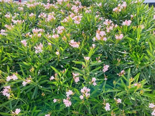 Top view of blooming pink flower in the garden, use for natural background, Ecological Concept