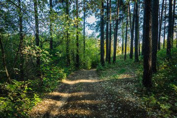 Obraz premium Road through beautiful and wild forest. Autumn landscape.