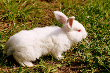 Cute little white baby rabbit on green grass in the farm yard. Retro style toned