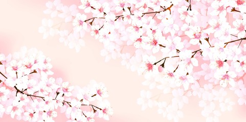 Fototapeta premium 桜 春 花 背景