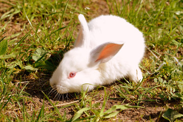 Cute little white baby rabbit on green grass in the farm yard. Retro style toned